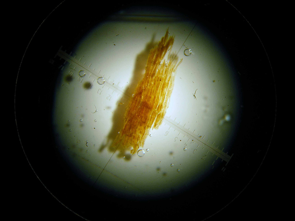 Restauración de escultura - Identificación de madera